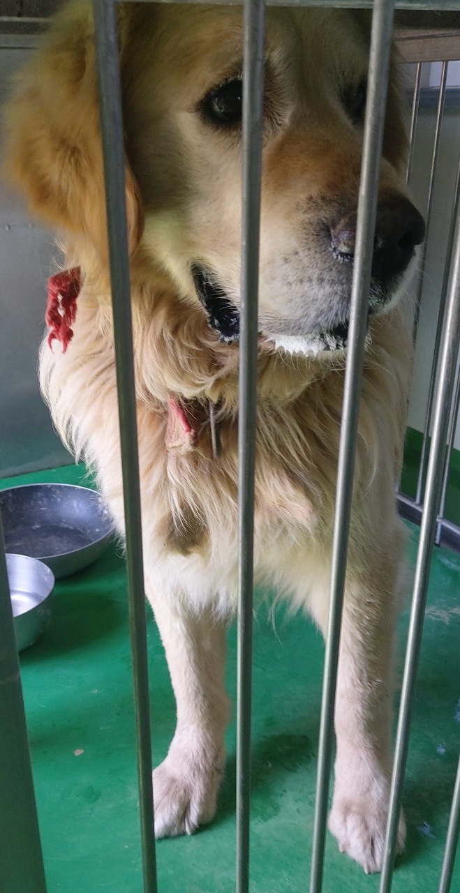 보령시유기동물보호소_444451202500438